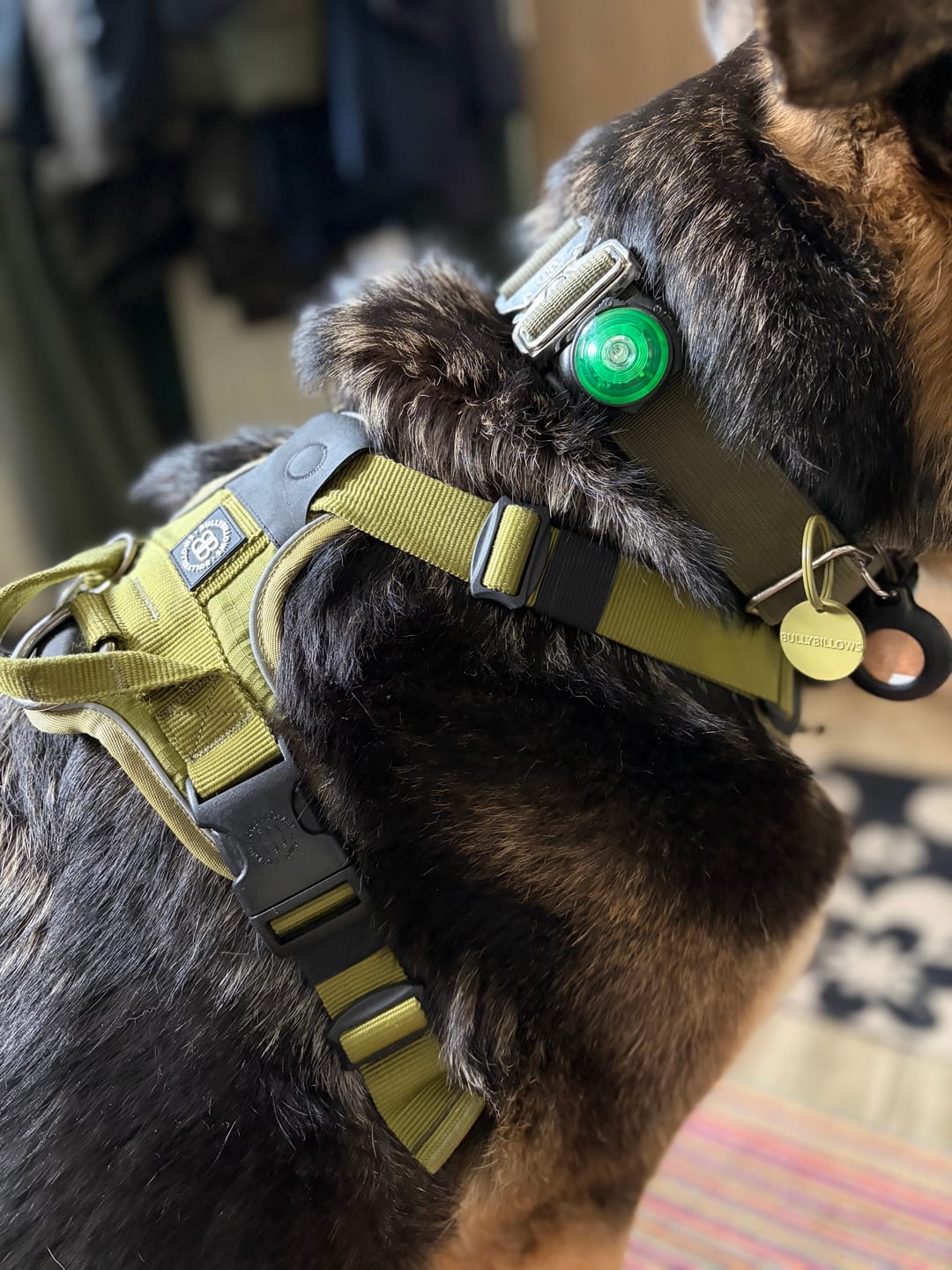 Customer photo review of Dog ID Tag - Khaki (With Gift Box)