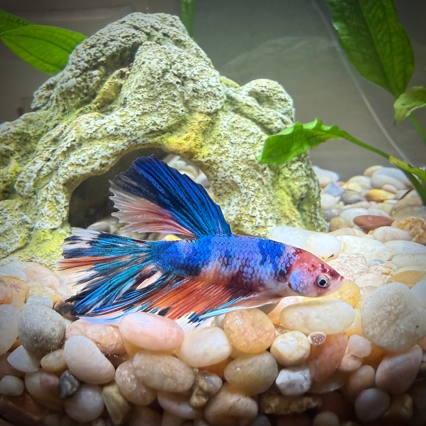 Customer photo review of Fancy Halfmoon Male Betta Fish High Grade | Buy 4 Get 1 Free | Mystery Betta