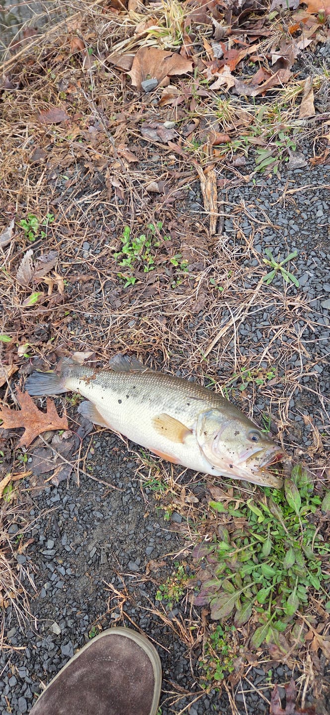 Customer photo review of FIRST CAST Pro 6wt / 8.5ft – Travel Fly Rod