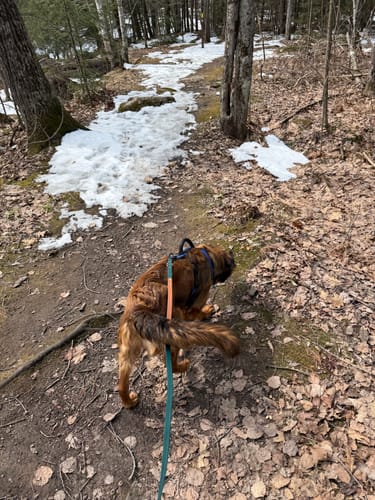 Customer photo review of Biothane Traffic Handle Dog Leash