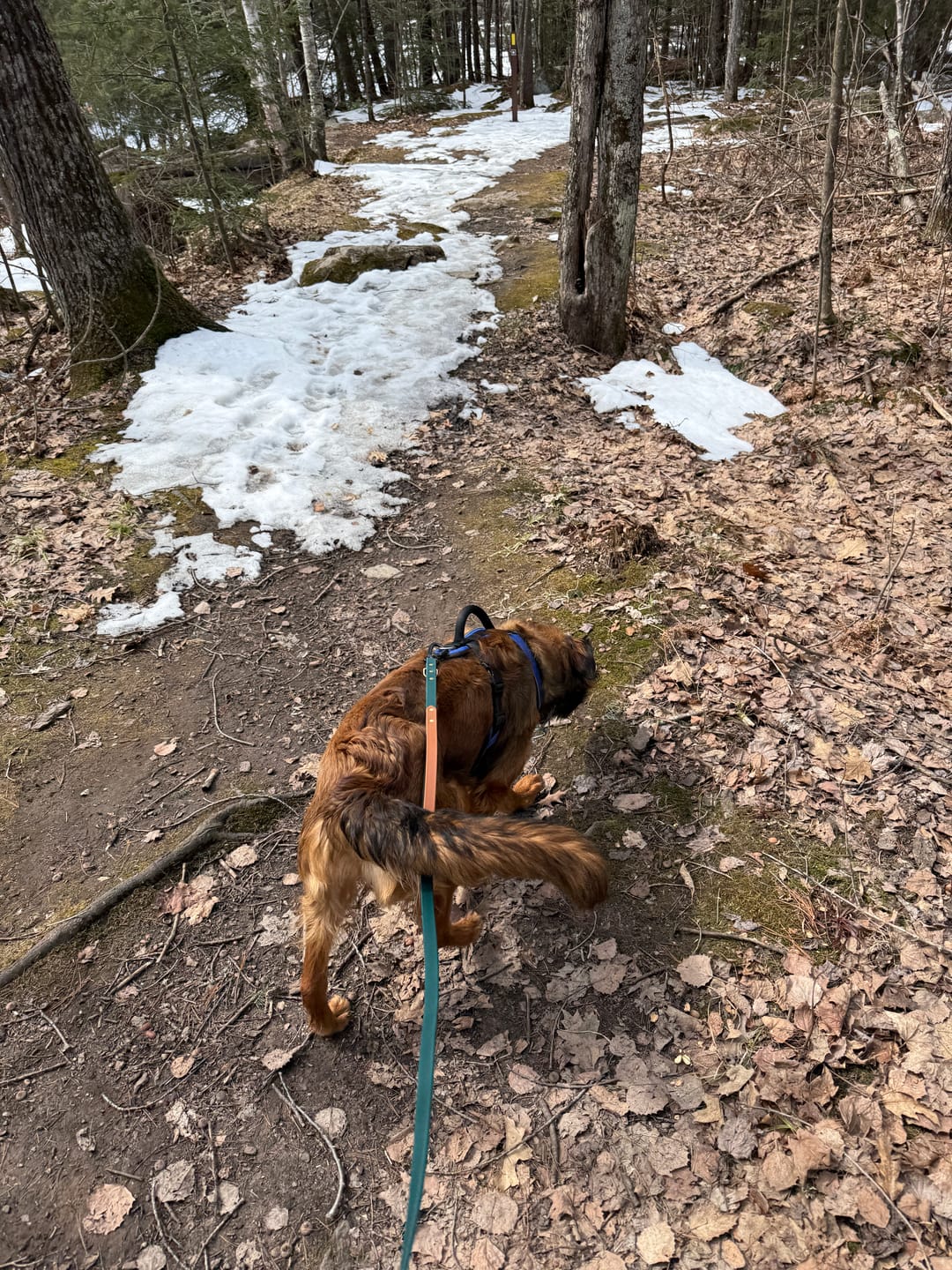 Customer photo review of Biothane Traffic Handle Dog Leash