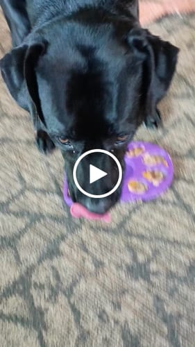 Customer video review of FreezPaw Mat -  Calming Slow Feeder