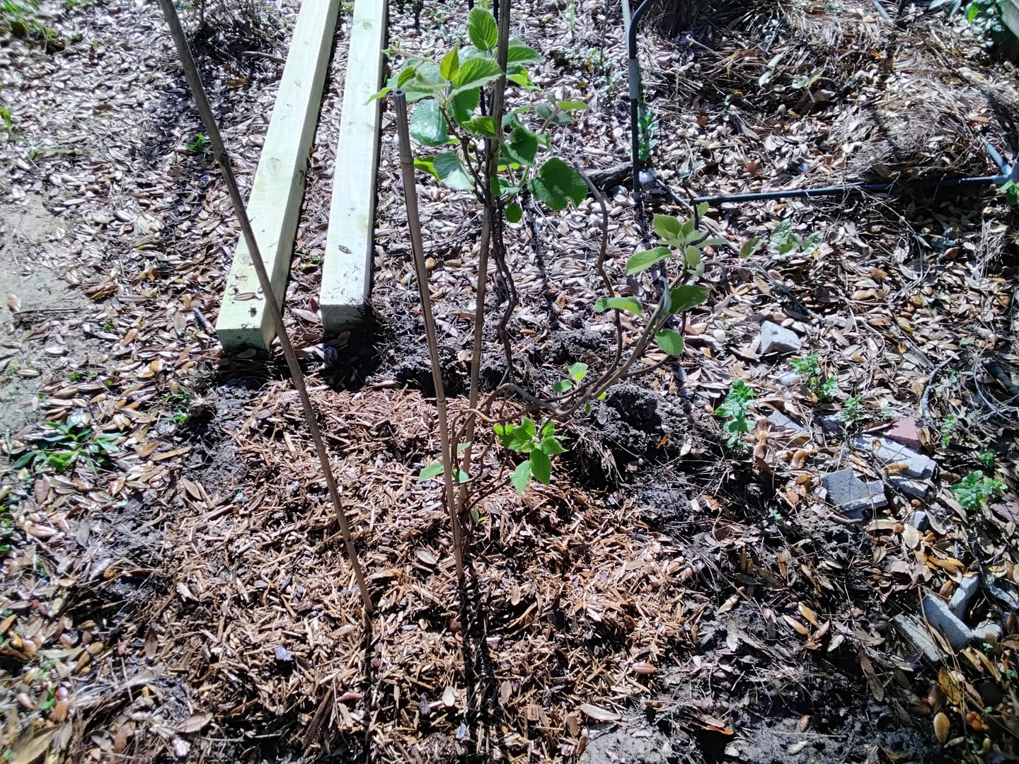 Customer photo review of Jenny Fuzzy Kiwi Vine