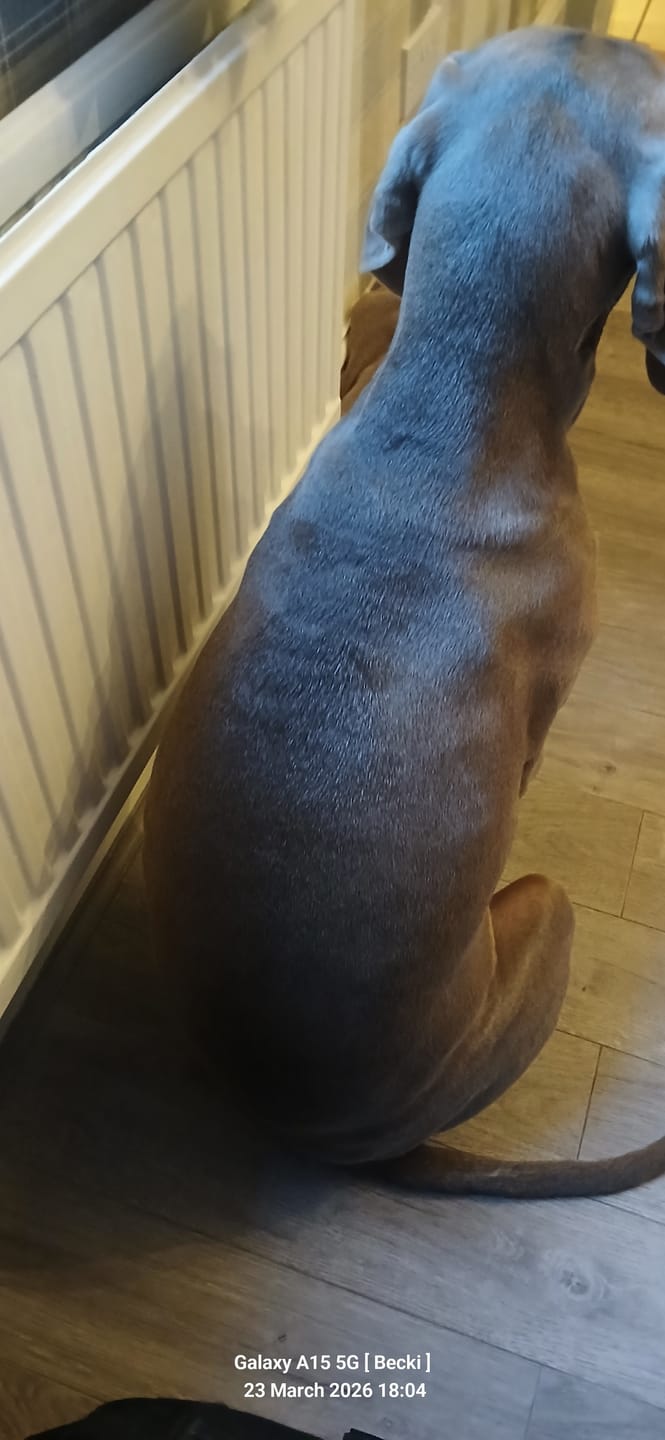 Customer photo review of Flea and Tick Dog Shampoo with Neem Oil