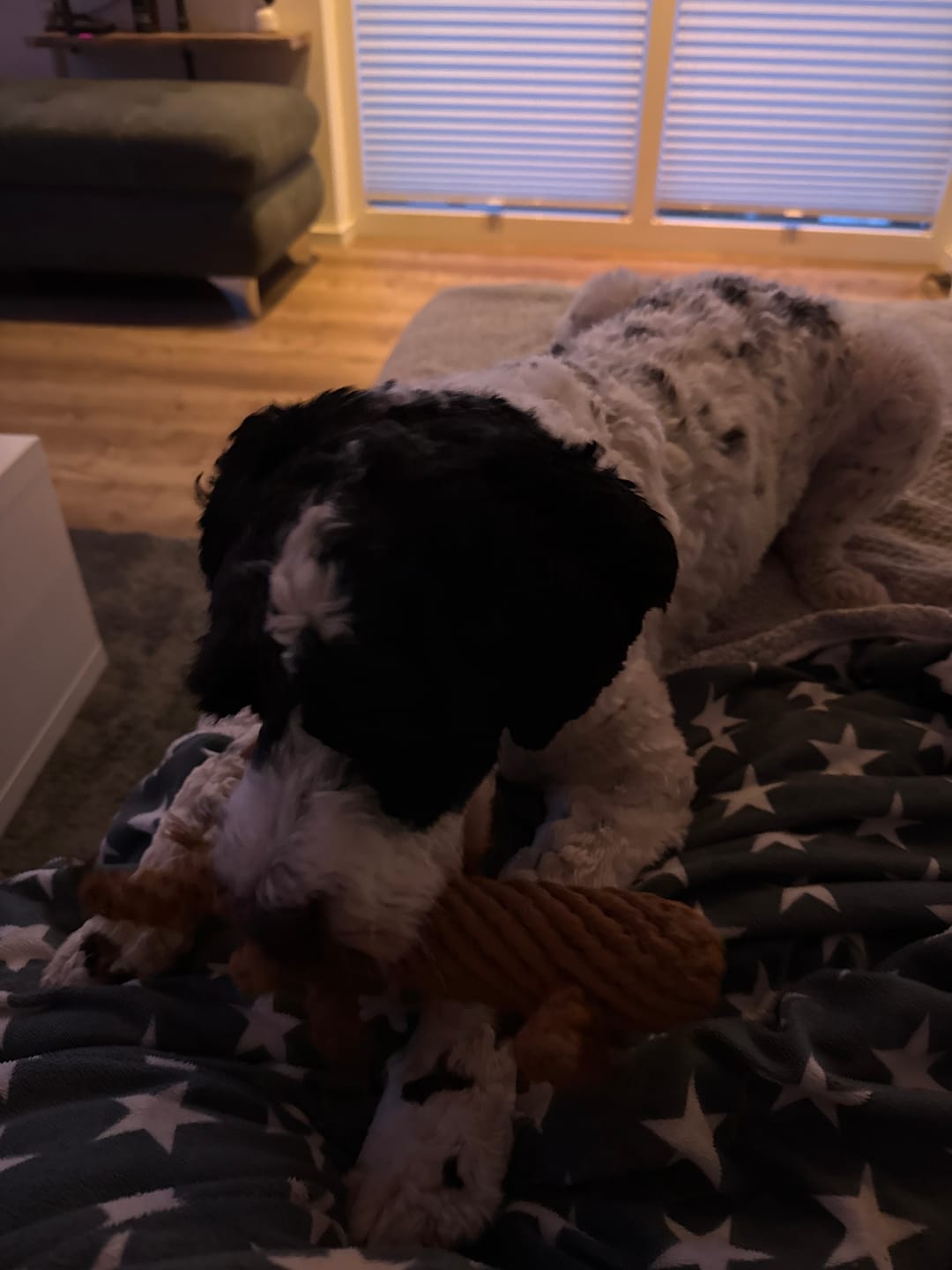 Customer photo review of Diego Dackel – Handgefertigtes Kauspielzeug aus Baumwolle für Hunde