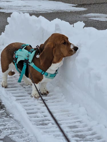 Reviewer's photo of a Basset Hound in a teal harness sniffing a snowbank.