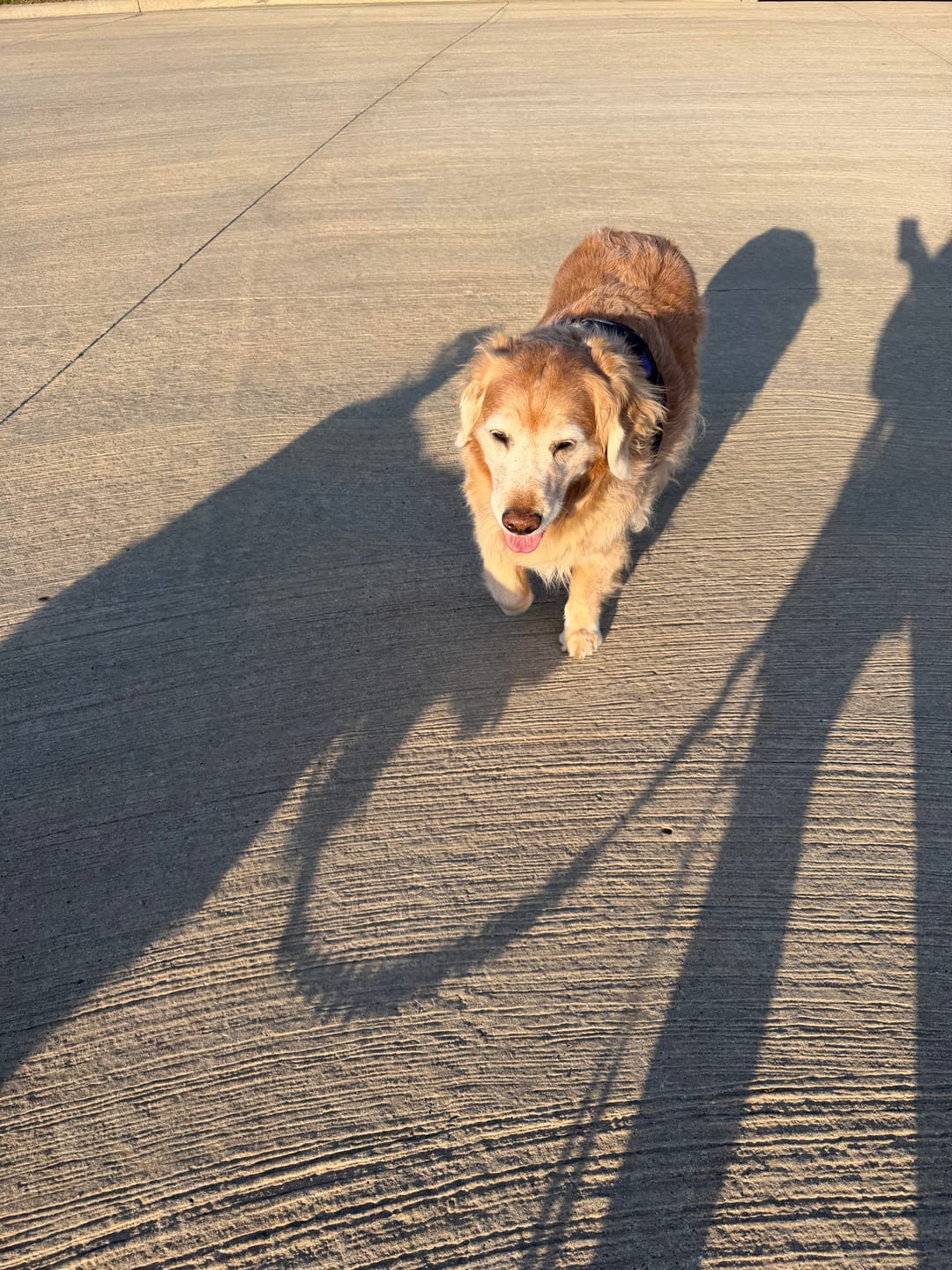 Customer photo review of OptiWize Collagen +Plus Dog and Cat Joint Health Supplement