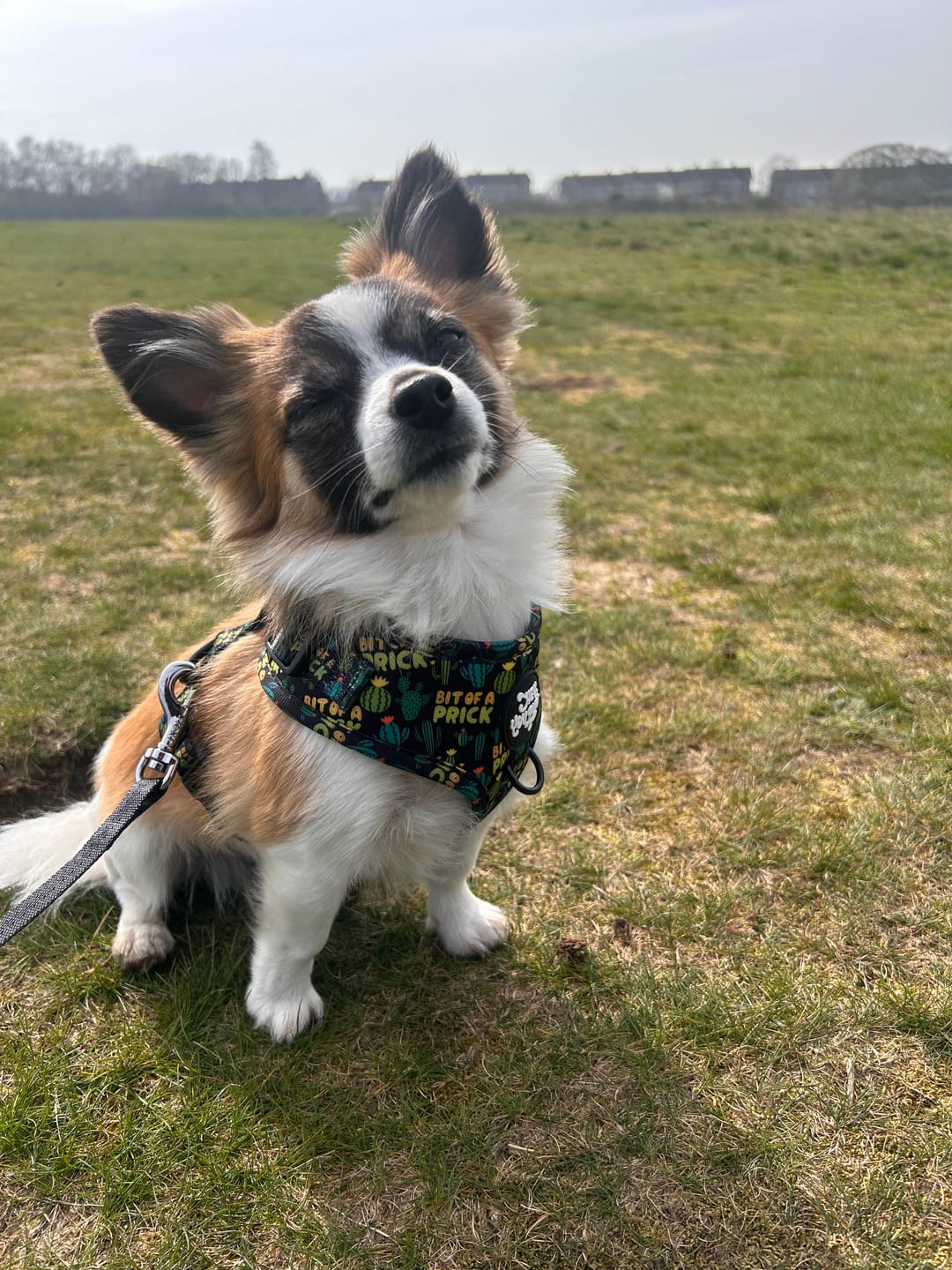 Customer photo review of Bit of a pr**k harness
