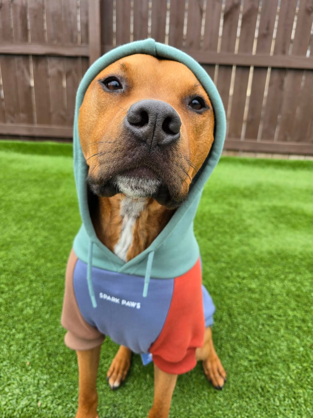 Customer photo review of Color Block Dog Hoodies