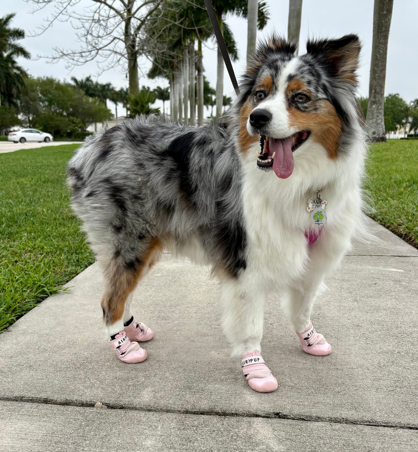 Customer photo review of AIR PUP SOCKS / BOOT LINERS