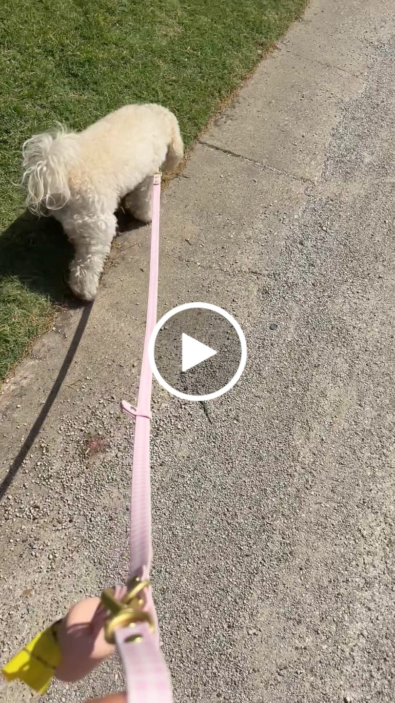 Customer video review of Wander! Bow Harness Kit Blossom