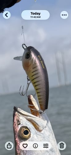 Customer's 6th Sense Fishing Movement 60WK wake bait hooked in the mouth of a caught fish.