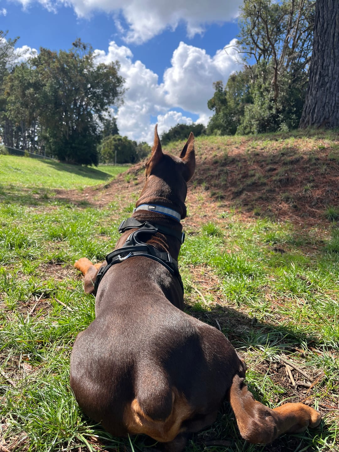 Customer photo review of Arnés Aerosport para Perros - Street Dogs - Black