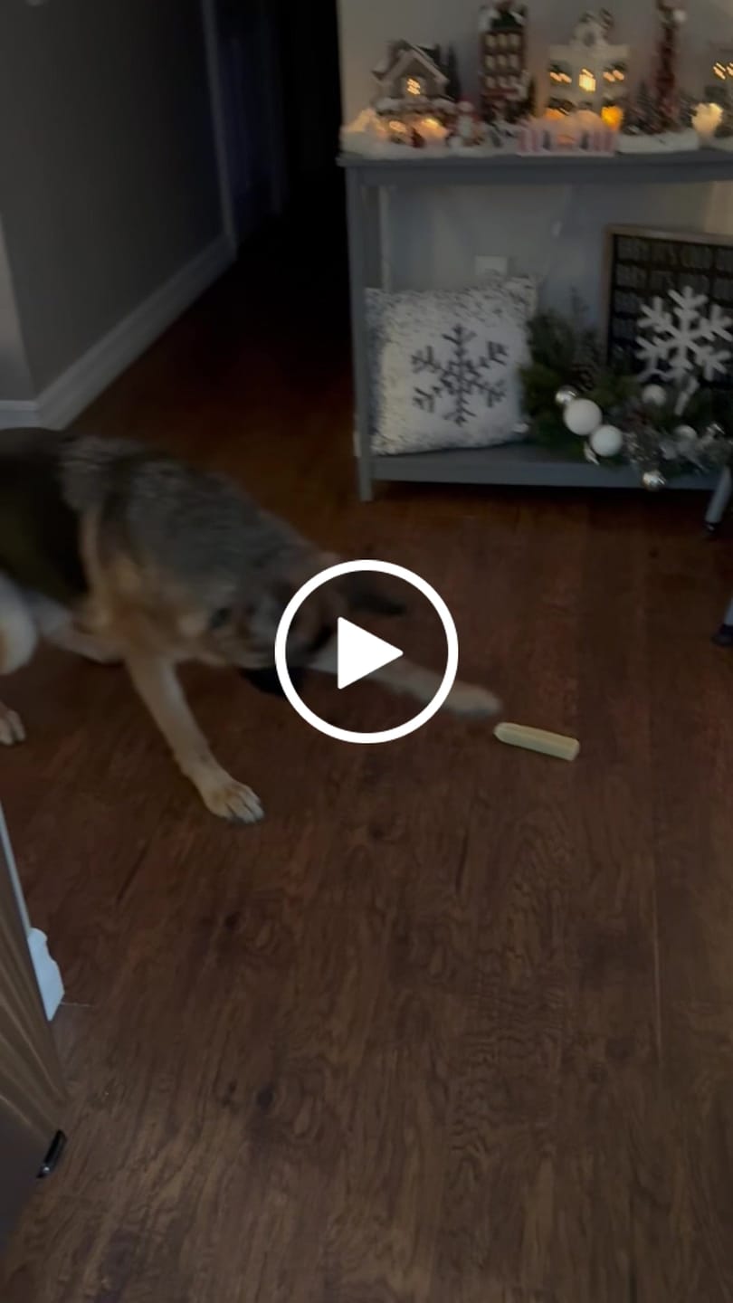 Customer video review of Himalayan Yak Chew (LARGE)