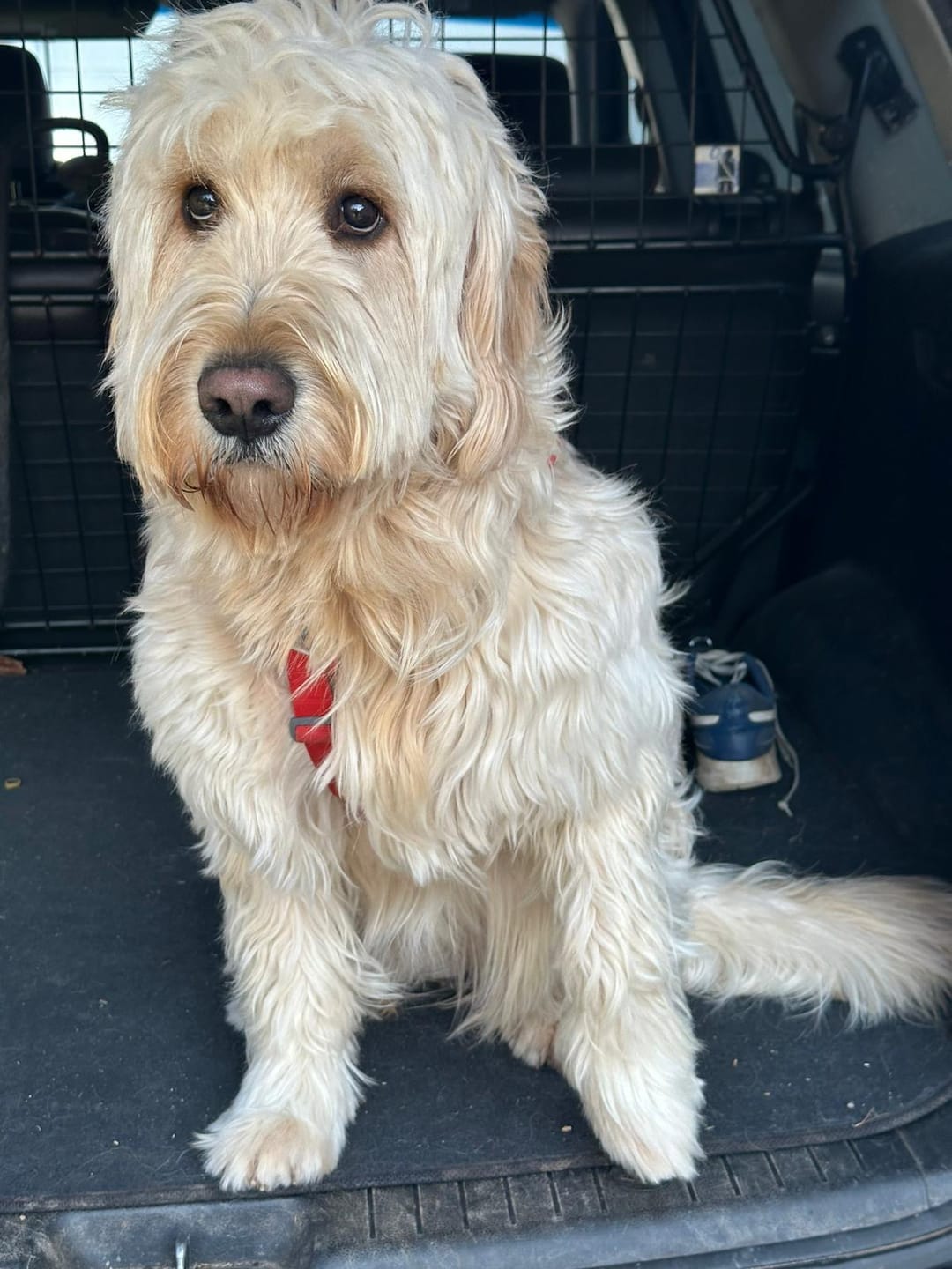 Customer photo review of Allergietest Basic Hund