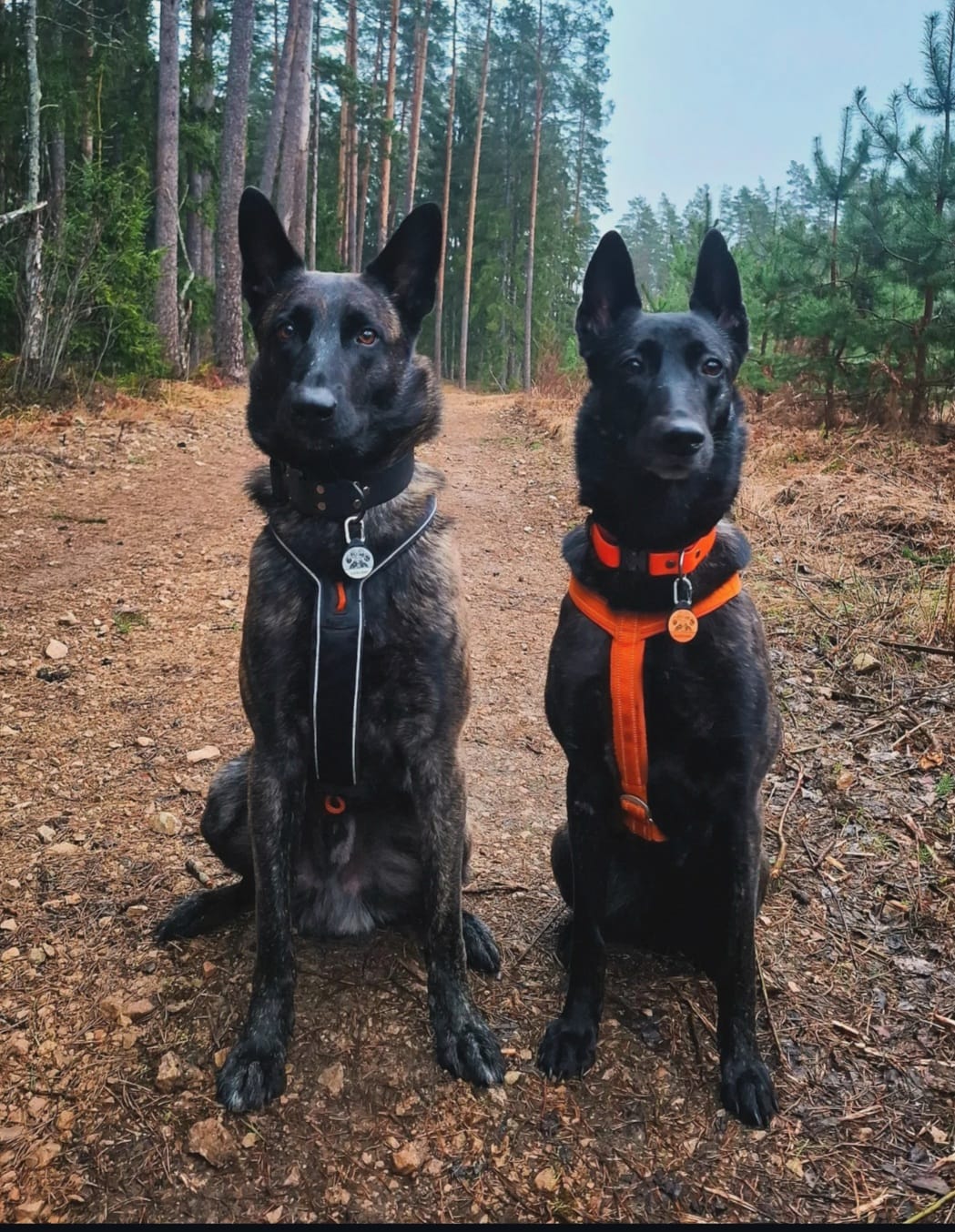 Customer photo review of Trailmark - Silent Dog ID Tag