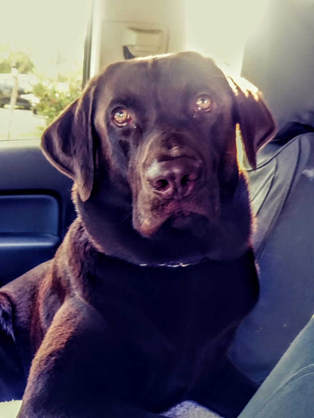 Customer photo review of 12 Inch Monster Braided Bully Stick