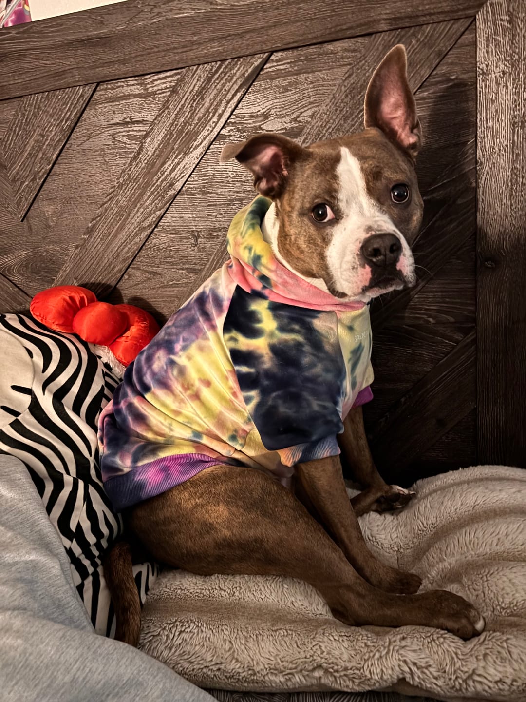 Customer photo review of Velvet Dog Hoodie - Berry Lemonade