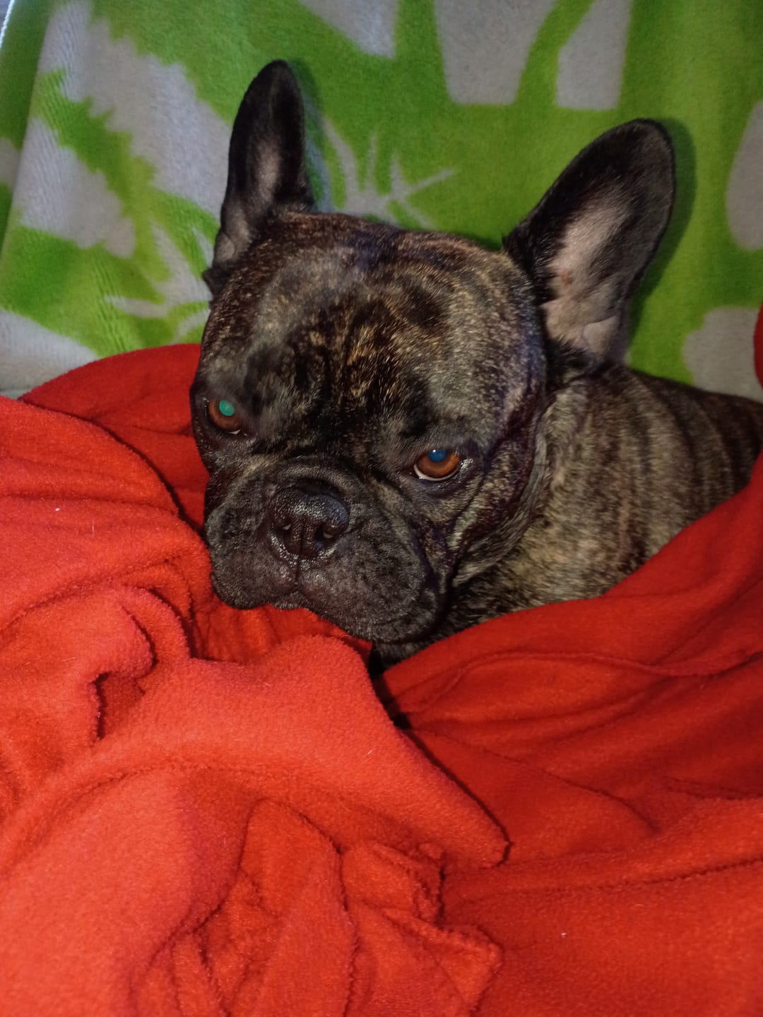 Customer photo review of COMBO ALLERGIES pour chiens et chats: OREL,TOXY