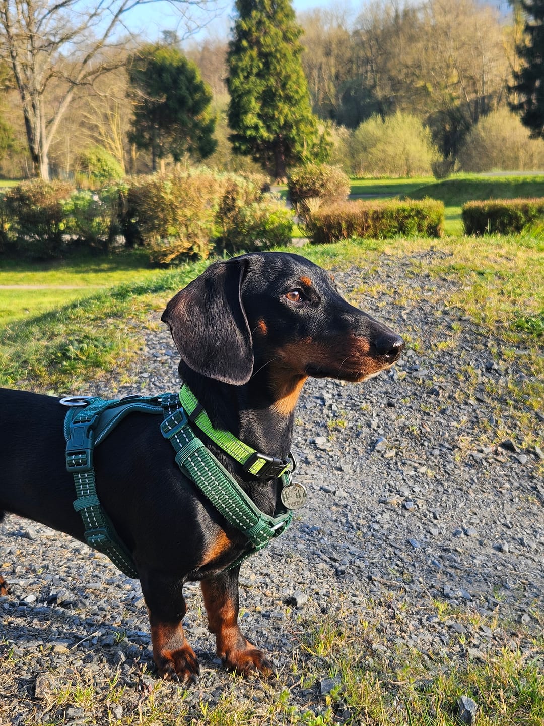 Customer photo review of Huile de saumon | Chien et chat