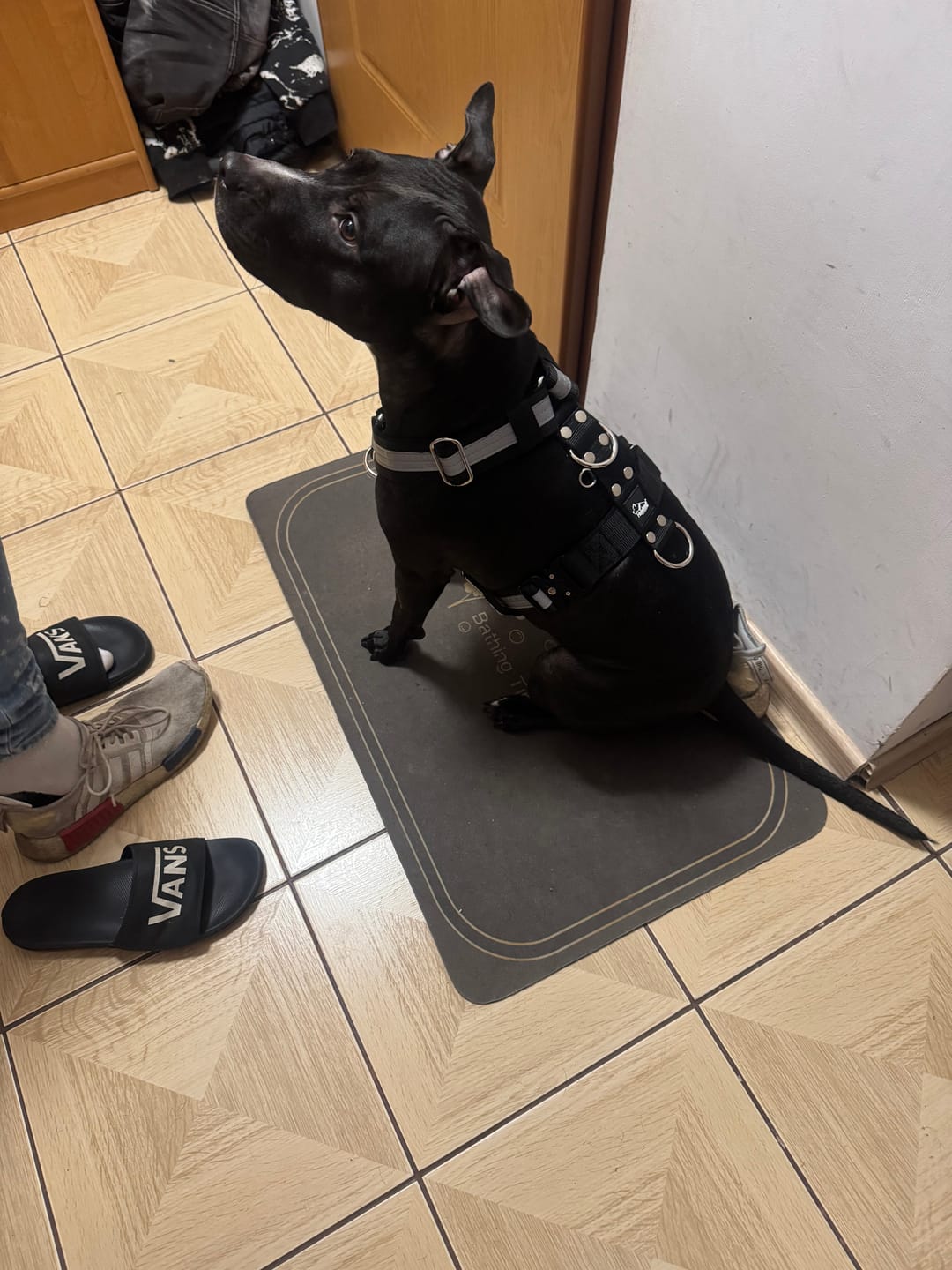 Customer photo review of Szelki z szybką klamrą - Easy Walk Extreme Safe Czarna