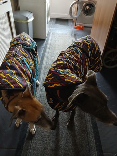 Customer photo review of Savanna - Sighthound Raincoat with Harness Hole