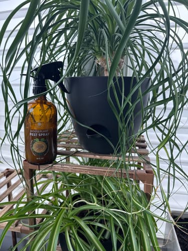 Customer's Houseplant Pest Spray in an amber bottle on a wooden plant stand next to lush houseplants.