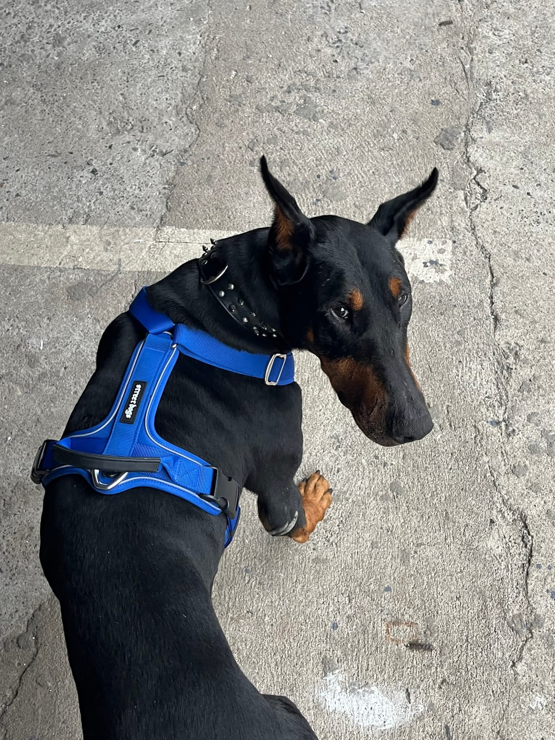 Customer photo review of Arnés Aerosport para Perros - Street Dogs - Blue