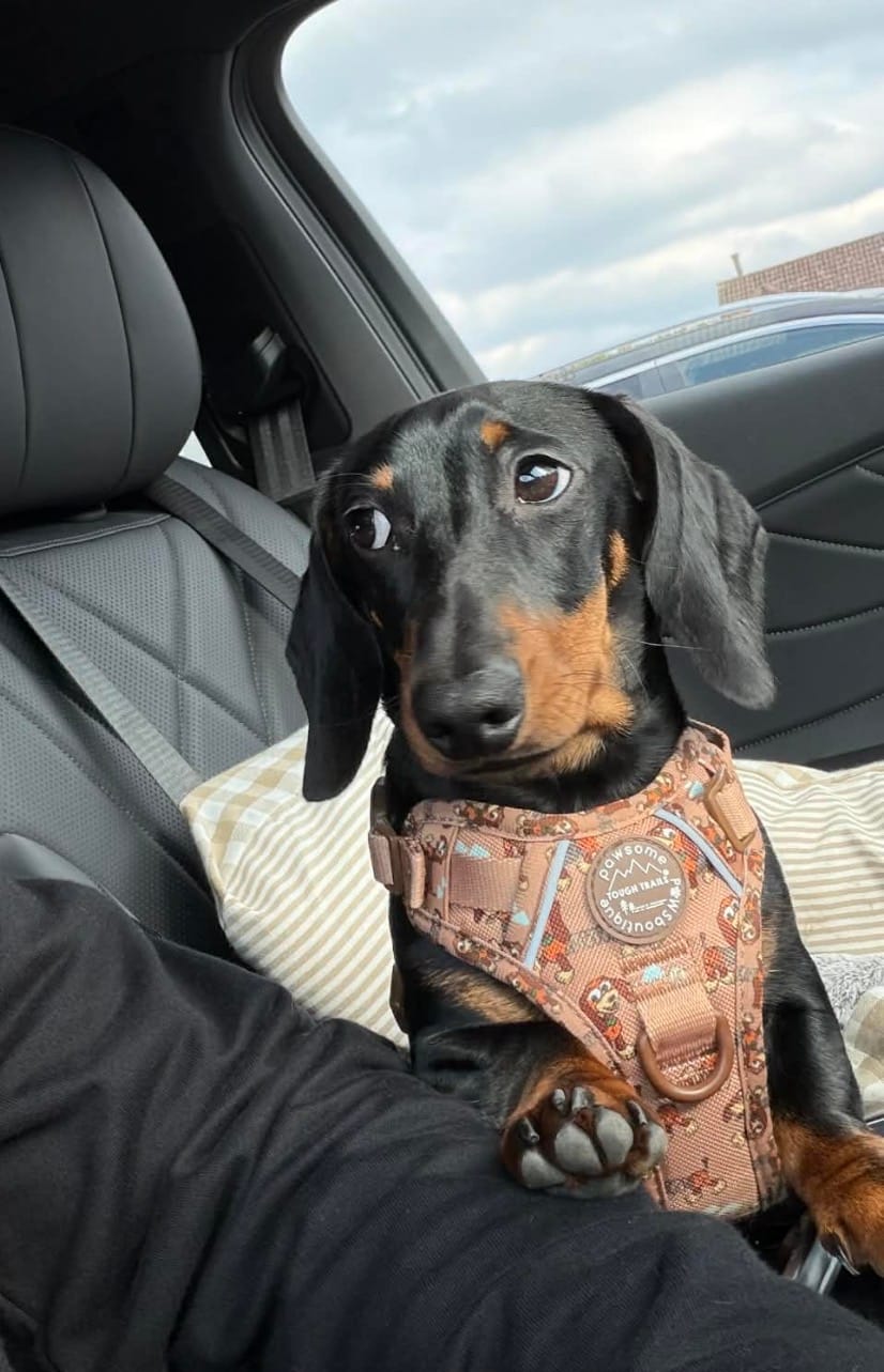 Customer photo review of Disney© Tough Trails™ Harness - Slinky