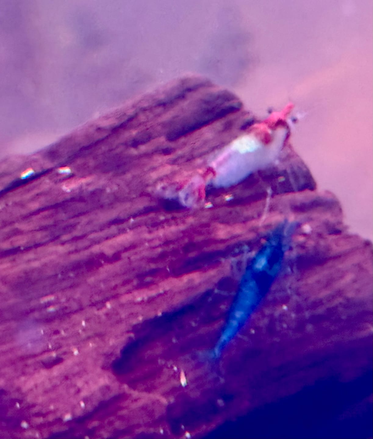Customer photo review of Green Jade Shrimp