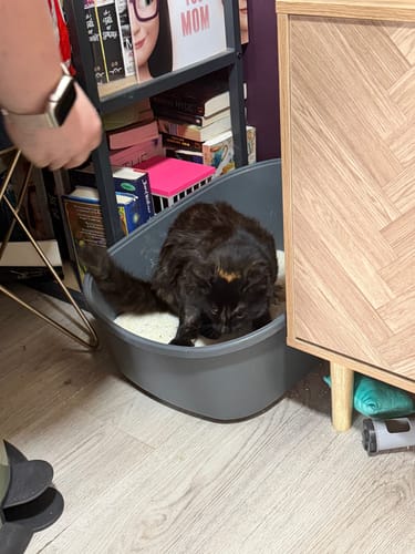 Customer photo review of 1 Month Supply – 1 Cat