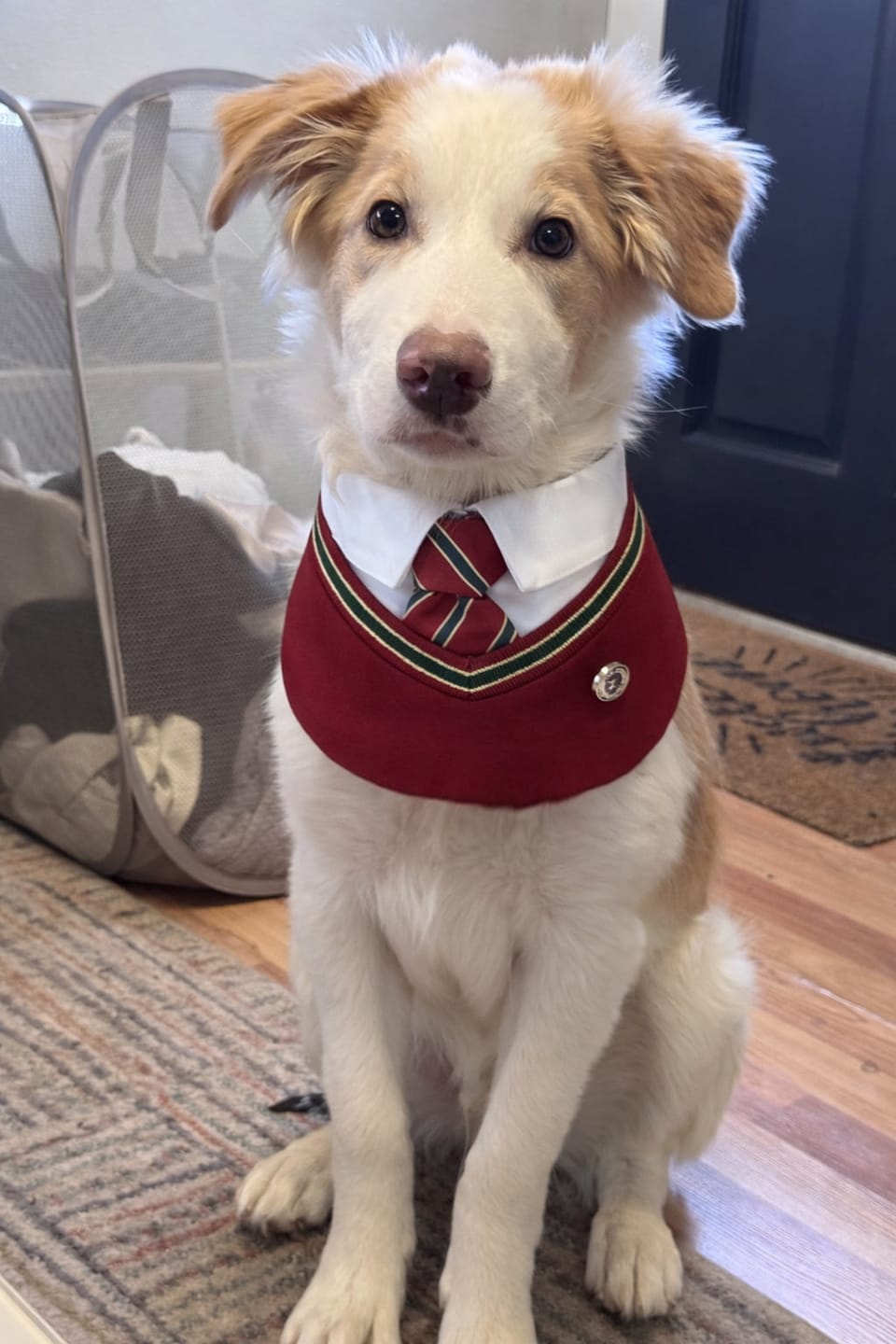 Customer photo review of Ivy – Red & Green Preppy Dog Bandana | Stylish Occasion Wear