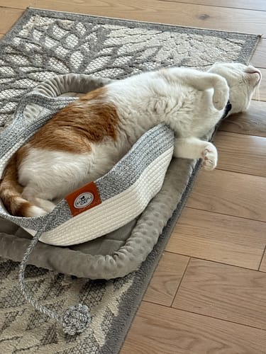 Customer photo review of Instinct Basket | Handwoven & Chemical-Free Cat Territory