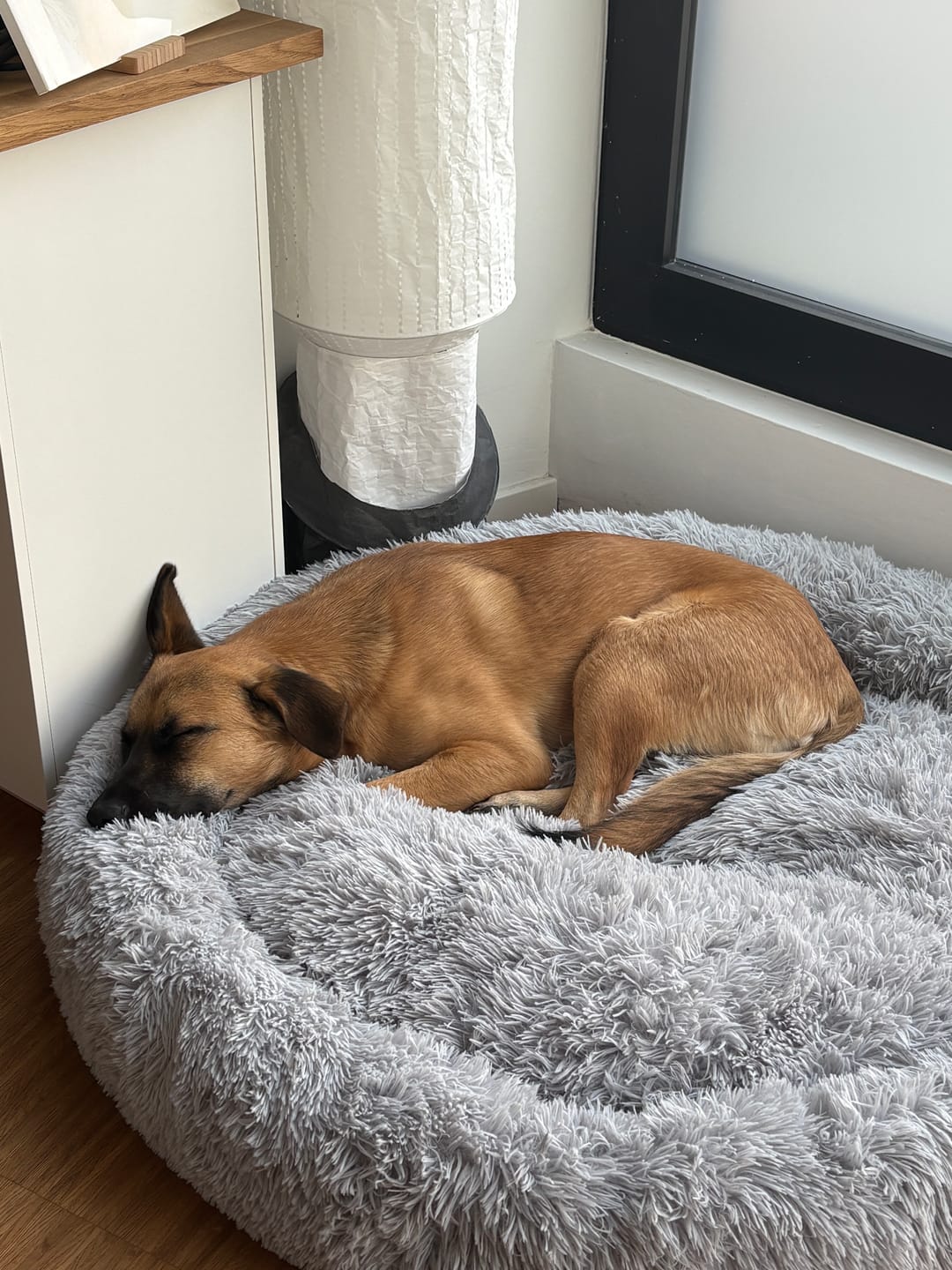 Customer photo review of Hundebett Fluffy Plus - Das Original