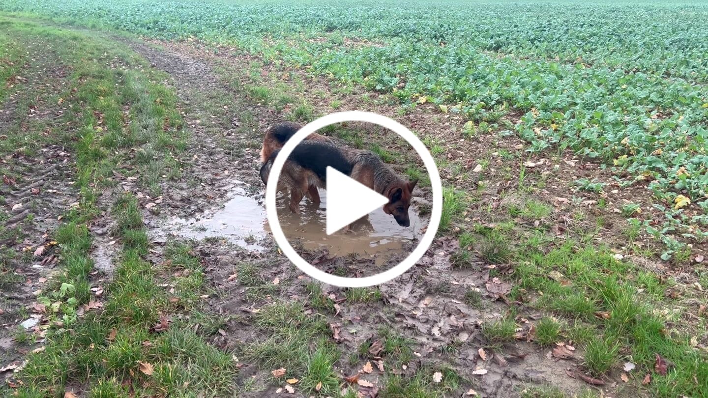 Customer video review of Collier Anti Aboiement PuppySafe