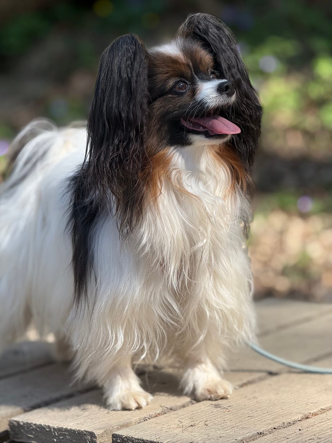 Customer photo review of Wurmtest Plus Hund