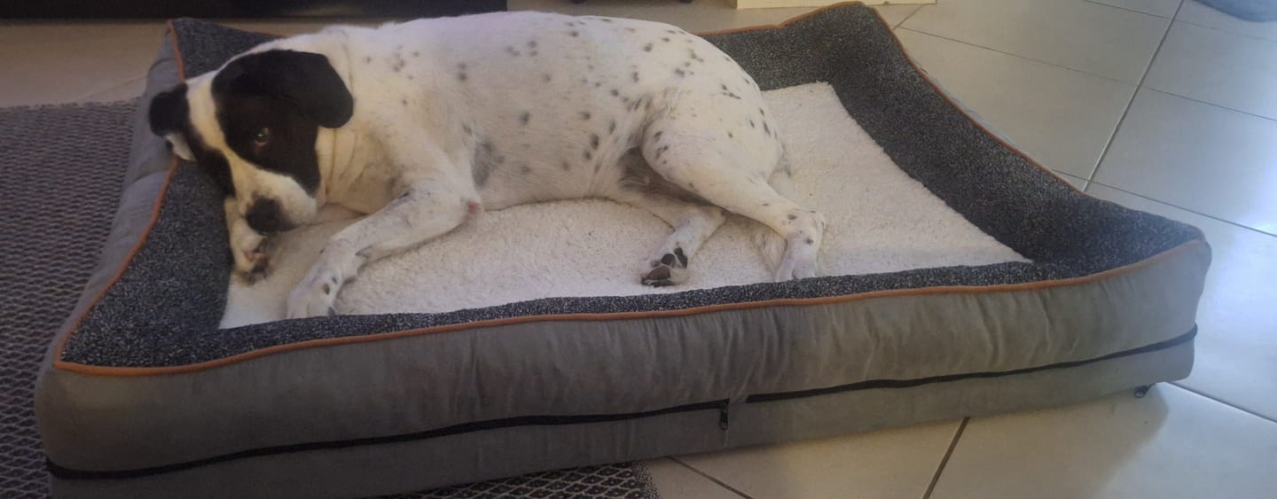 Customer photo review of Pets Gear Orthopedic Dog Bed