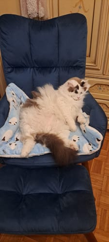 Customer photo review of Diffusore Calmante per Gatti