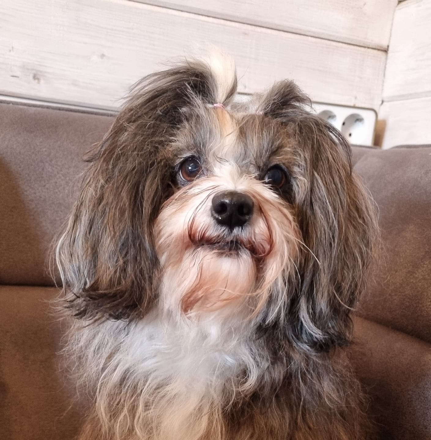 Customer photo review of Dentalspray bei Zahnstein für Hunde und Katzen