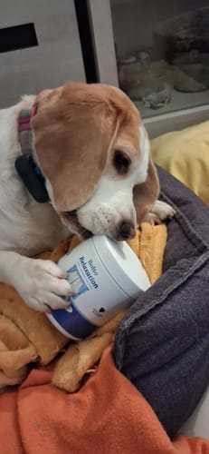 Le beagle d'un client renifle un pot de Complément relaxation tout en le tenant avec sa patte.