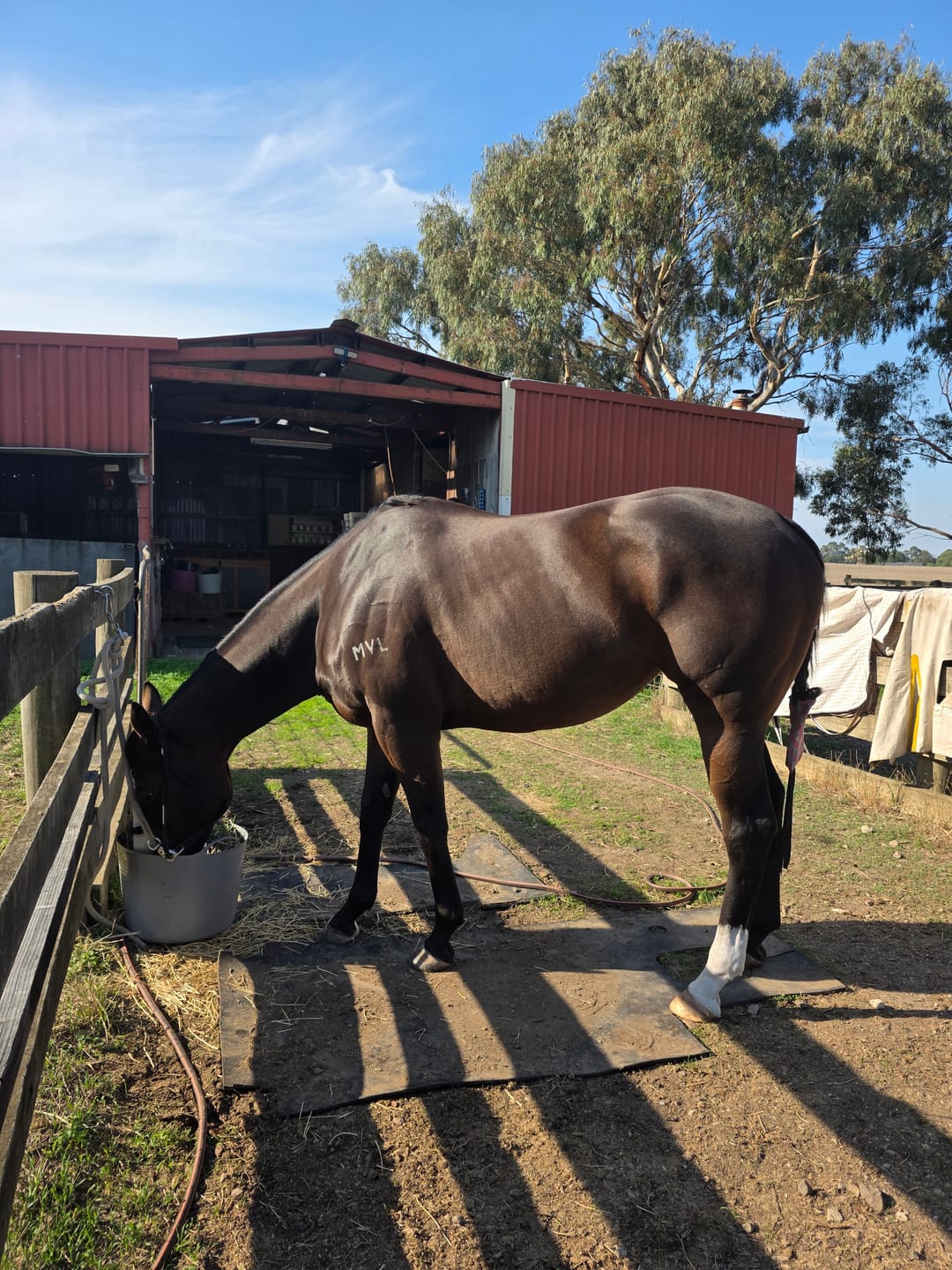 Customer photo review of Ulcer Armour+