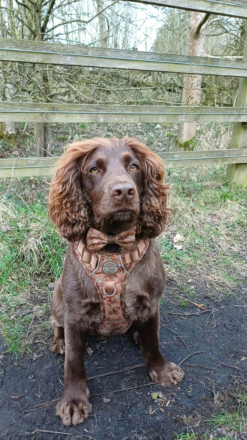 Customer photo review of Disney© Tough Trails™ Harness - Slinky