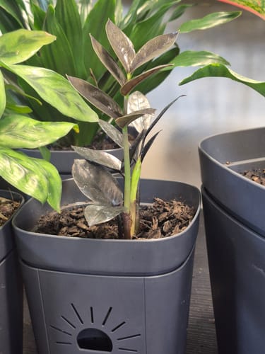 Customer photo review of Raven ZZ plant | Indoor Live Zamioculcas Zamiifolia Raven Plant | Rare Indoor Plant | Zansibar gem | Black ZZ Plant