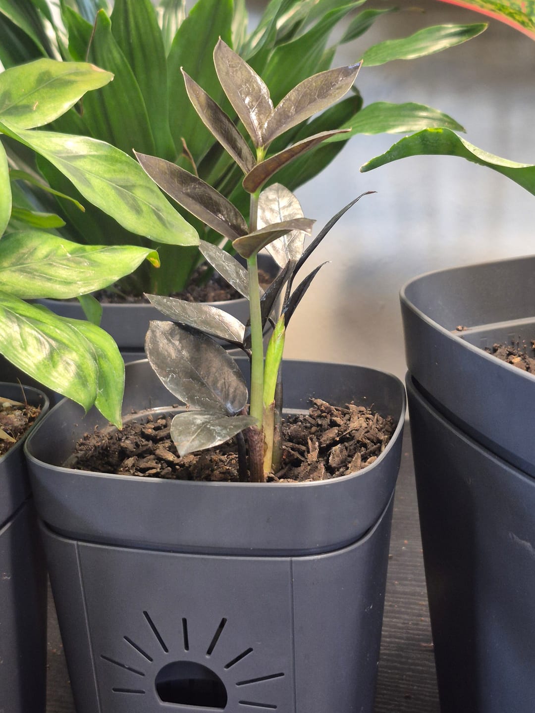 Customer photo review of Raven ZZ plant | Indoor Live Zamioculcas Zamiifolia Raven Plant | Rare Indoor Plant | Zansibar gem | Black ZZ Plant