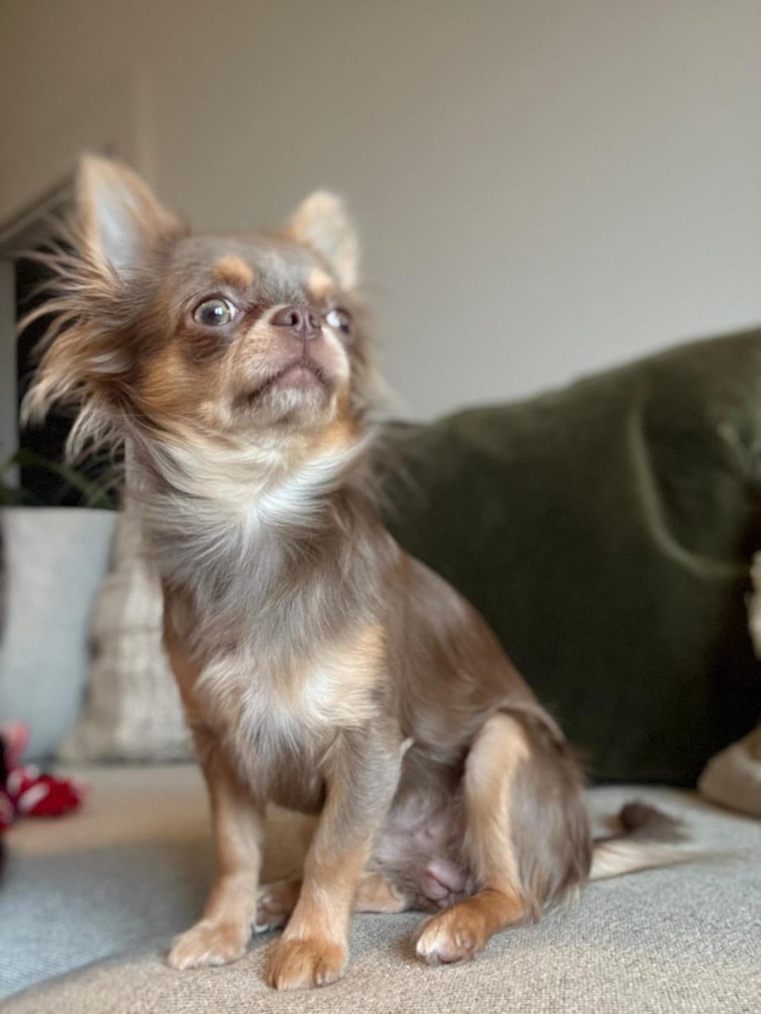 Customer photo review of Tear Stain Eye Wipes for Dogs (100 Wipes)
