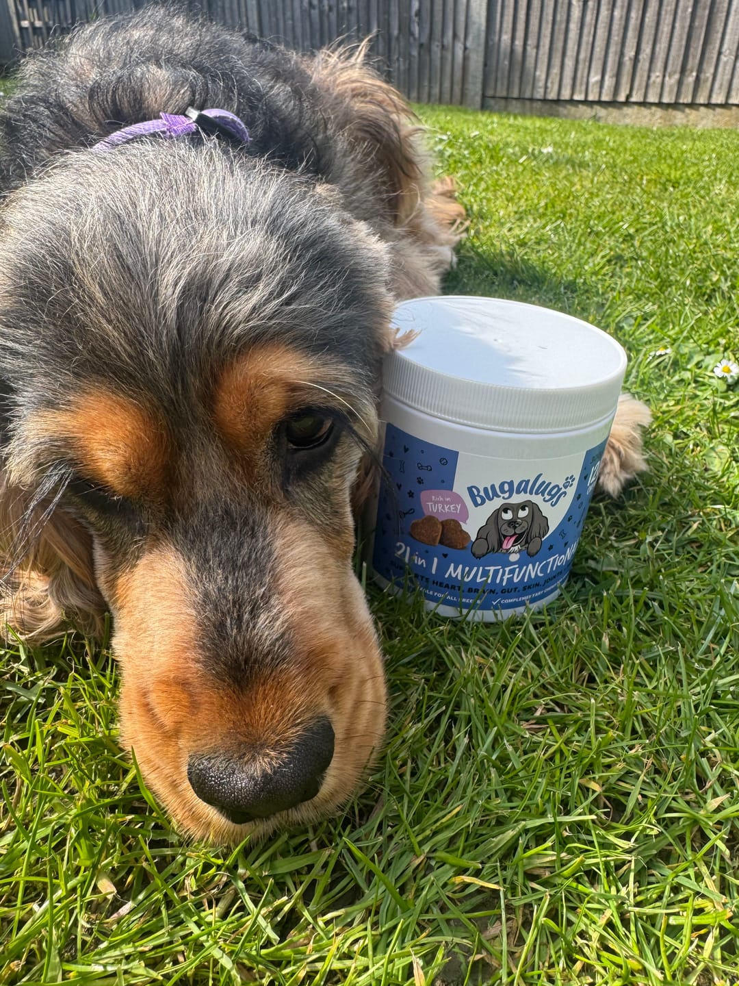 Customer photo review of 21 in 1 Multifunctional Supplement Chews for Dogs