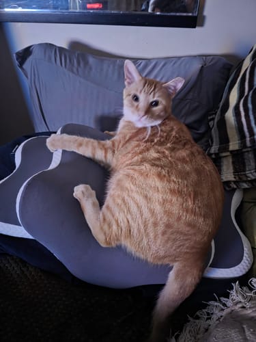 Customer photo review of 3x Blisso Advanced Cat Probiotic