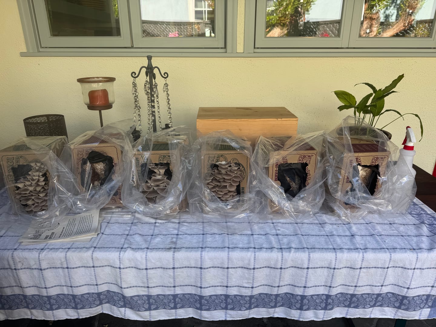 Customer photo review of Pioppini Mushroom Mini-Farm Grow Kit