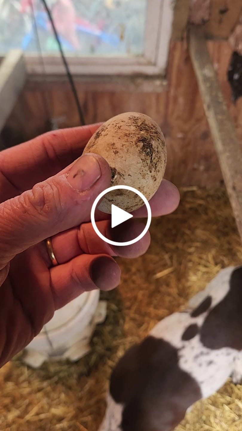 Customer video review of Large (48") Reversible Roll-out Nest Box (Up to 50 Hens)