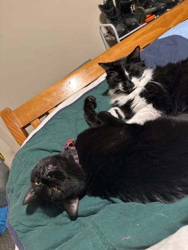 Customer photo review of 1 Month Supply - 5 Cats